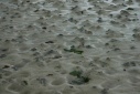 Strand van Louannec
