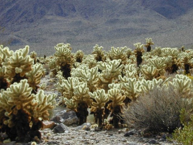 Joshua Tree: Cholla Cactus Garden