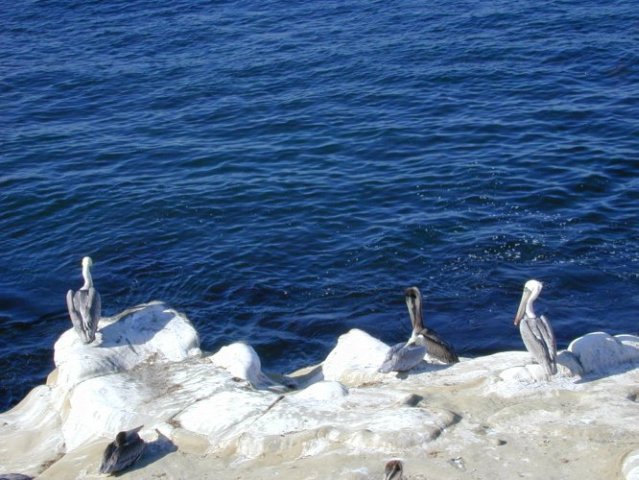 La Jolla: pelicanen