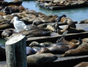 San Francisco: zeehonden bij Pier 39