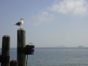 San Francisco: zicht vanaf Sausolito
