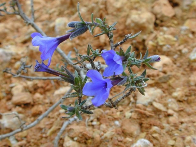 Flora