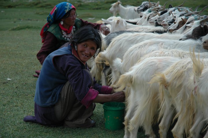 Geiten melken in de buurt van Tso Kar