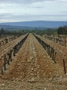 Wijnstokken tussen Gordes en Roussillon