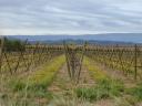Wijnstokken tussen Gordes en Roussillon