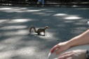 Eekhoorn in Central Park
