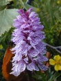 Orchidee