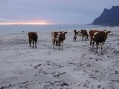 Middernachtzon te Utakleiv: koeien