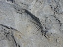 Equihen Plage: fossiel