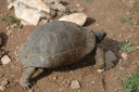 Schildpad onderweg (��n van de vele)