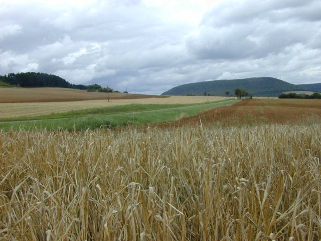 Landschap tussen Vougeot en Pnt de Pany
