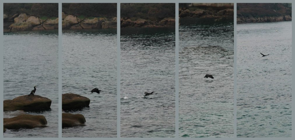 Trebeurden: Pointe du Castel: aalscholver