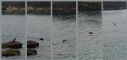 Trebeurden: Pointe du Castel: aalscholver