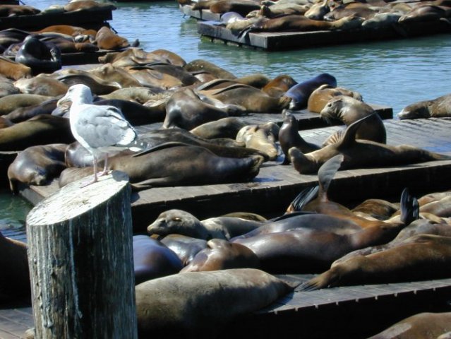 San Francisco: zeehonden bij Pier 39