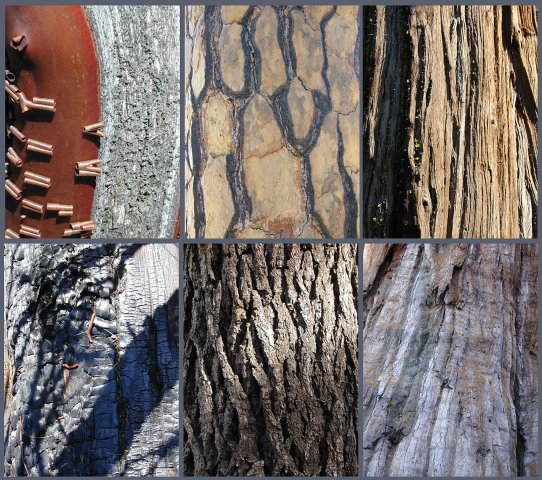 Yosemite National Park: boomstammen