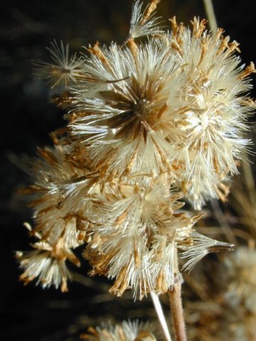 Yosemite National Park: naar Mono Pass: pluisbloemen