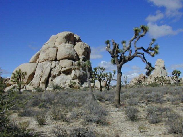 Joshua Tree: Hidden Valley
