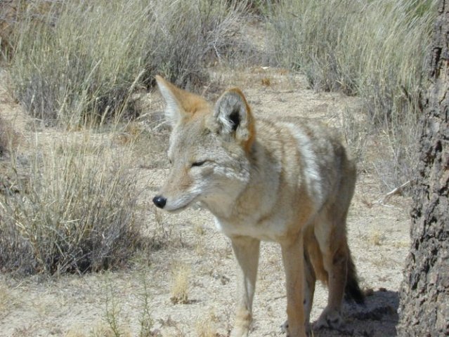 Joshua Tree: coyotte