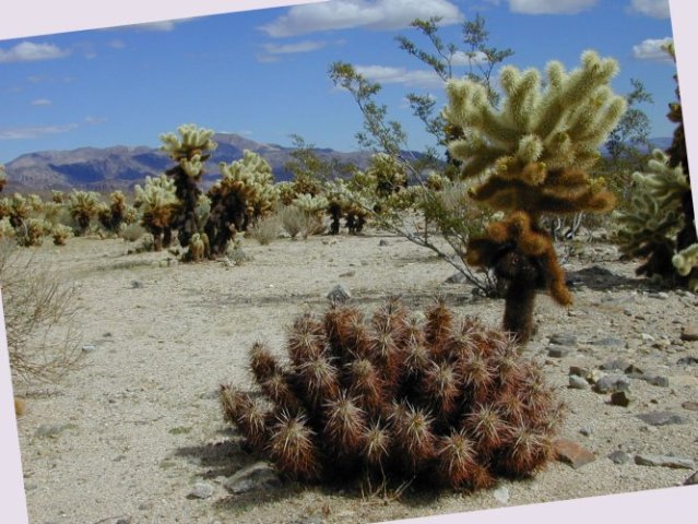 Joshua Tree: Cholla Cactus Garden