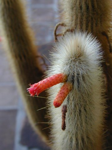 San Luis Rey Mission: cactus in bloei