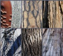 Yosemite National Park: boomstammen