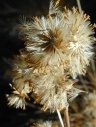 Yosemite National Park: naar Mono Pass: pluisbloemen