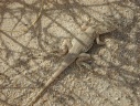 Kelso Dunes: woestijnhagedis