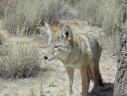 Joshua Tree: coyotte