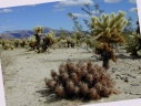 Joshua Tree: Cholla Cactus Garden