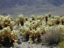 Joshua Tree: Cholla Cactus Garden