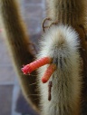 San Luis Rey Mission: cactus in bloei