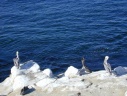 La Jolla: pelicanen