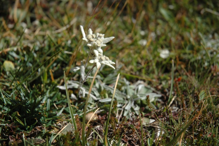 Edelweiss