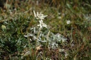 Edelweiss