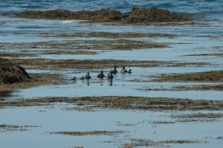 Zee bij Strandarkirkja
