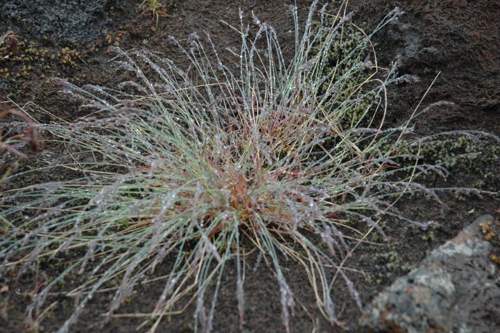 Plant tussen de lava bij Kirkjubaejarklaustur