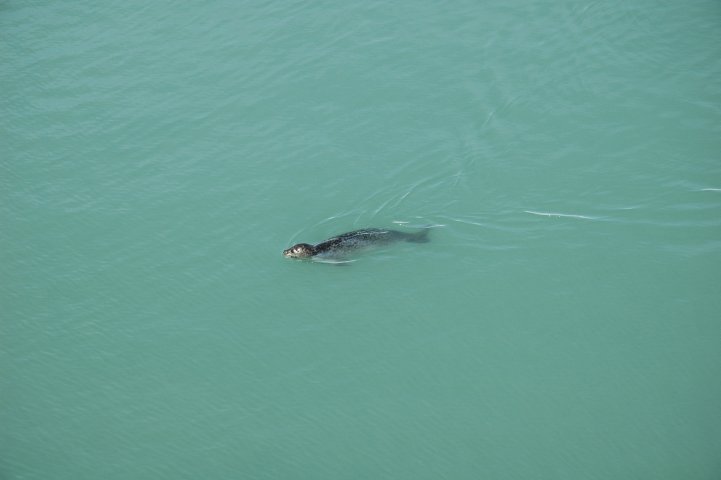 Zeehond bij J�kulsarlon