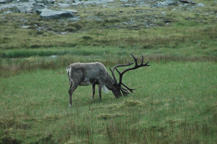 Rendier onderweg naar de Oostfjorden