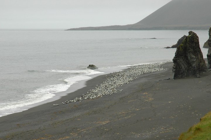Eidereenden