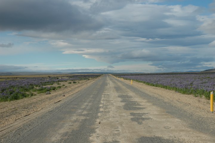 De lupinenweg naar Rjupnavellir