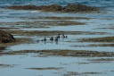 Zee bij Strandarkirkja