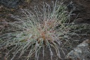 Plant tussen de lava bij Kirkjubaejarklaustur