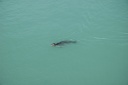 Zeehond bij J�kulsarlon