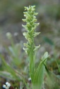 Orchidee