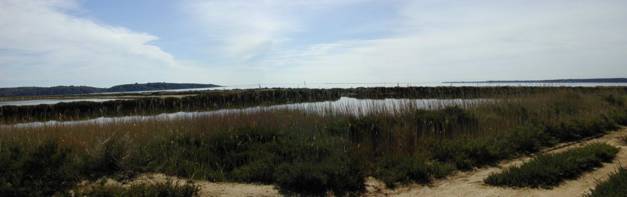 alins en Etang de l'Ayrolle