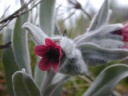 Gr�s de la Ginestrelle: flora