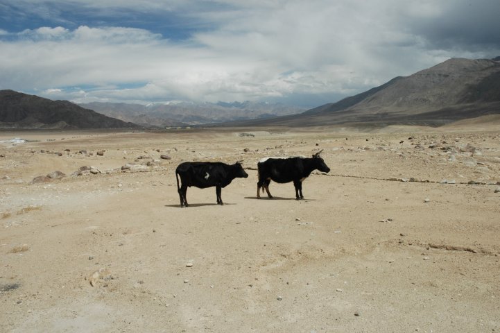 Tussen Leh en Likir