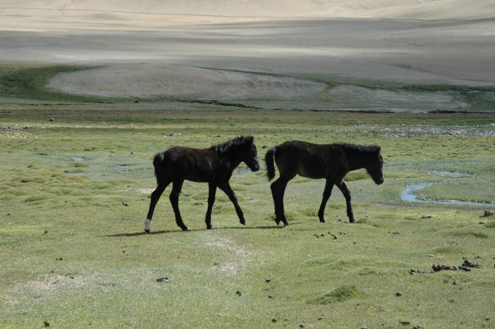 Nabij Tso Moriri