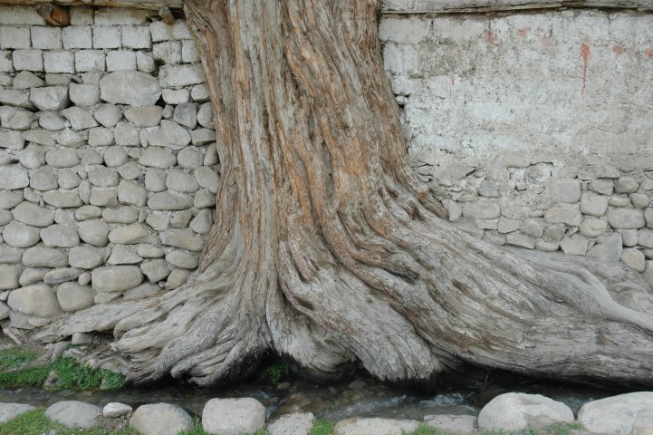 Hemis Shukpachan