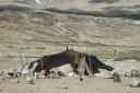 Nomadentent van de Changpa (nabij Tso Moriri)